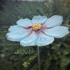 Handmade ceramic garden flower in sky-blue with purple accents and yellow center on a garden stake.